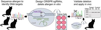 New Frontiers: Precise Editing of Allergen Genes Using CRISPR